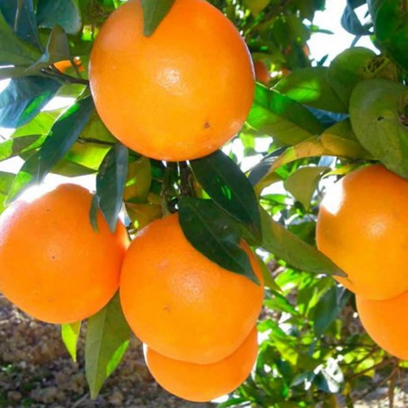 Naranjas Sicilianas y Piamontesas para Bitter Di Battista